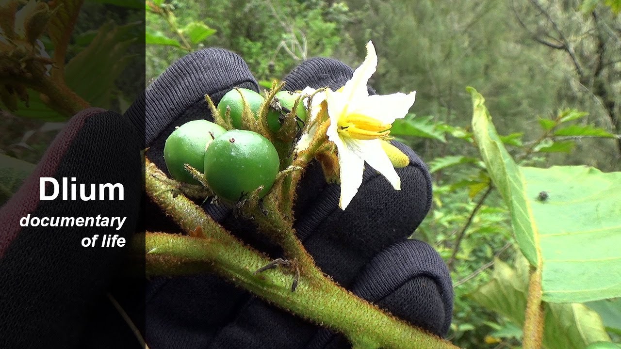 Giant devil's fig (Solanum chrysotrichum) - part 2 - YouTube