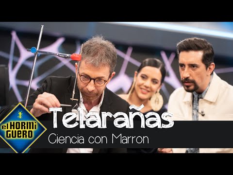 Marron ¿hasta qué punto resiste una telaraña? - El Hormiguero