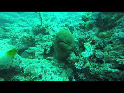 Elvis the Giant Moray Eel