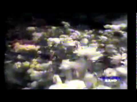 Primavera video