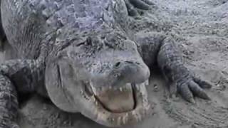 preview picture of video 'Everglades Alligators'