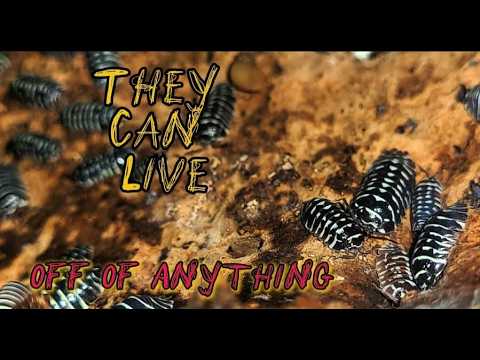 How I Care For My Isopods