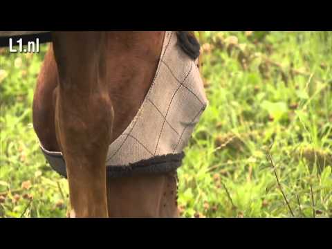 Politie doet onderzoek naar mishandeld paard (26 juli)