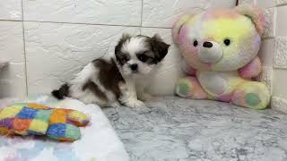 シーズーの動画01