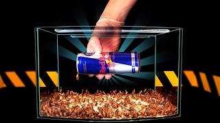 WHAT HAPPEN IF COCKROACHES ARE GIVEN DIFFERENT ENERGY DRINKS? RED BULL VS COCKROACHES