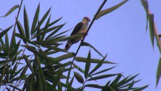 preview picture of video 'Yellow-headed Caracara (Milvago chimachima)'