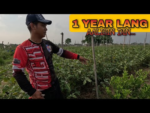 EP667: Pagtapos 1 Taon Aalisin na Lahat ng Tanim sa Lucky Farm