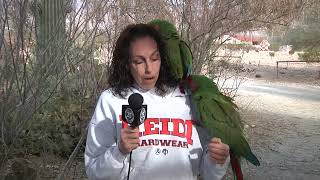 12/15/2023  Heidi Fleiss's Macaw Birds are Getting Shot -  Part 1