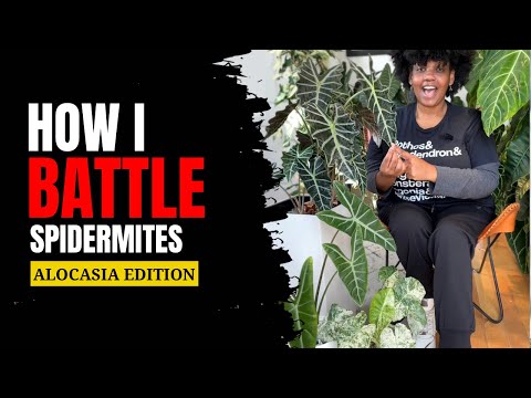 Conquer Spider Mites and Keep Your Alocasias Thriving!