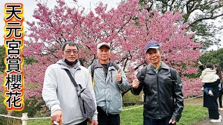 天元宮賞櫻花..參觀觀度宮2月9日