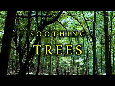 Walking in slow motion through a forest with dreamy music