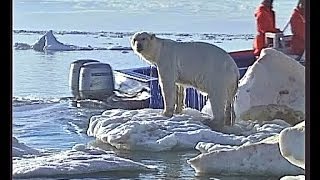 Polar bear killed by Jan Guillou , a swedish trophy hunter !!