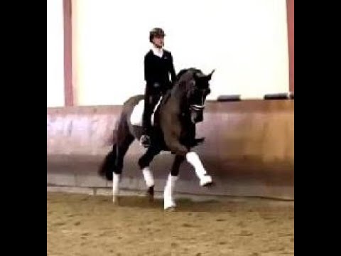 2015 Westf Stute von /mare by GOLDBERG www.sporthorses-online.com