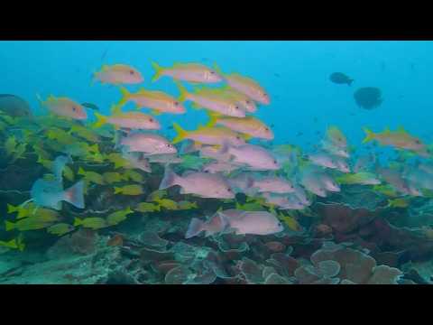 22 Mixed Species Groups A - scuba diving video