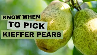 Know When to Pick Kieffer Pears