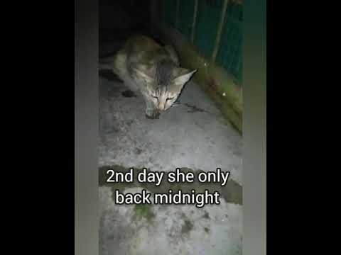 Pregnant mother cat died, 😭sad after 4th day lost her daughter kitten 😭