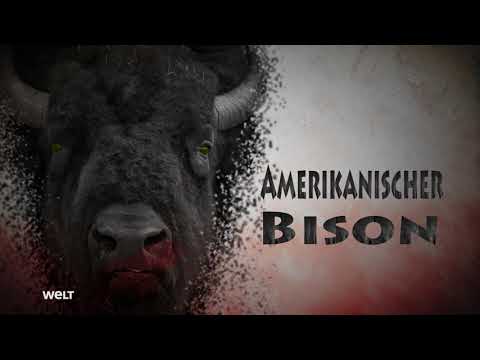 Die Waffen der Tiere - Im Nahkampf