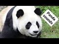 Cute pandas bleating (sheep-like sound) and making other noises