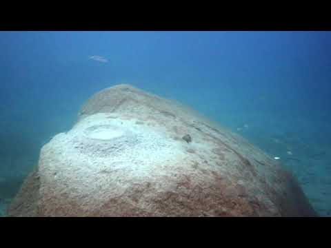 Cyathopharynx foai a Sibwesa Rocks