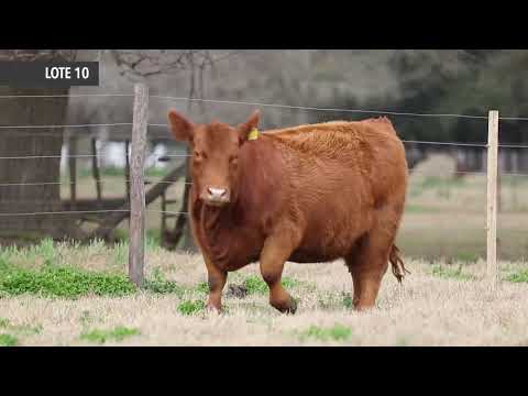 Próximo Remate de Cabaña La Rubeta  - Lote 10 - RUBETA MULATA 8324   Sábado 14 de Agosto   13 00hs