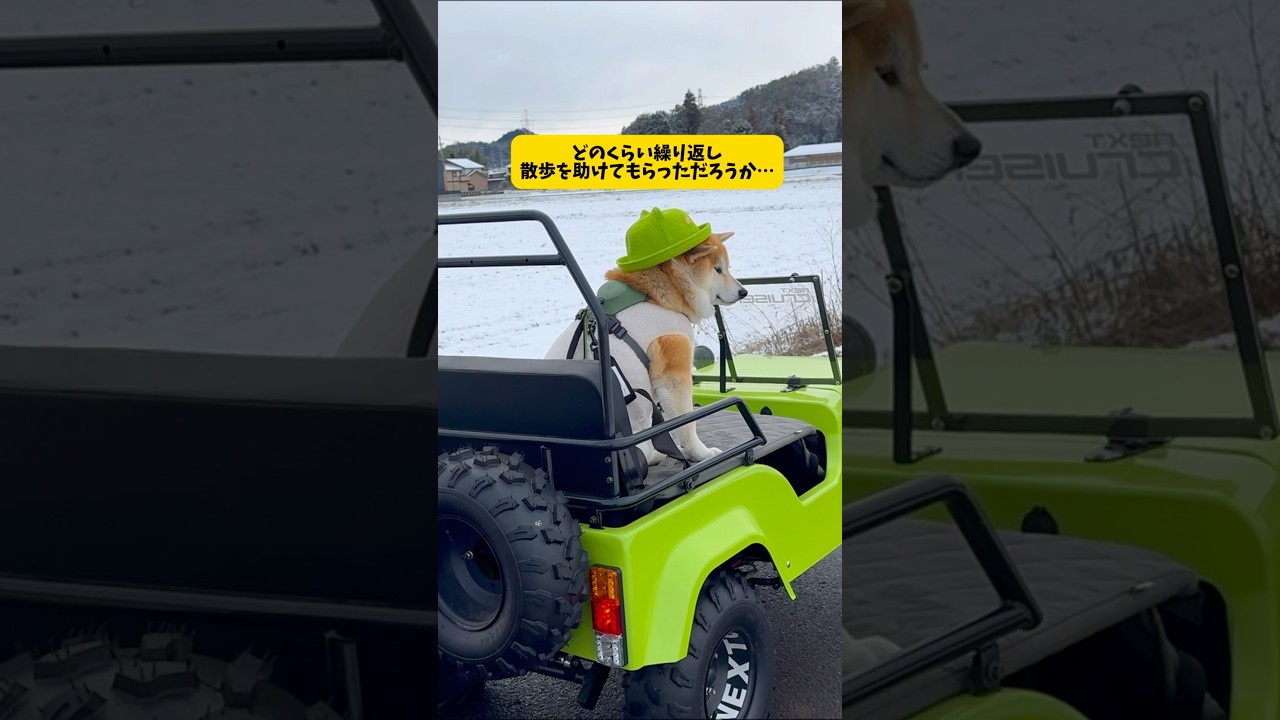 拒否柴の最終形態が上等すぎる #柴犬 #シベリアンハスキー#おもしろ動画 #shorts