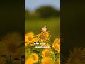 ️Maestro Ilayaraja Songs Ilayaraja Melody Songs Melody Songs Melody Songs Tamil
