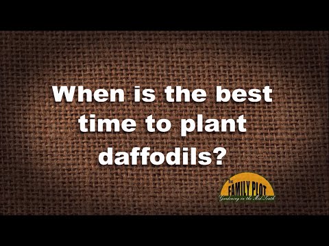 Q&A – When is the best time to plant daffodils?