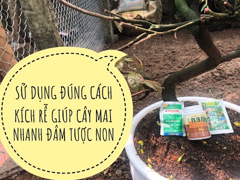 CÁCH DÙNG KÍCH RỄ, DƯỠNG RỄ CHO MAI VÀNG ĐỂ ĐẠT HIỆU QUẢ CAO NHẤT VÀO ĐẦU NĂM
