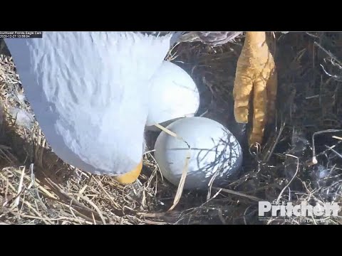 SWFL Eagles ~ H & M Rolling & Incubating Eggs 😊 Harriet Foots M 😊 Mad Dash Back To The Nest 12.27.20