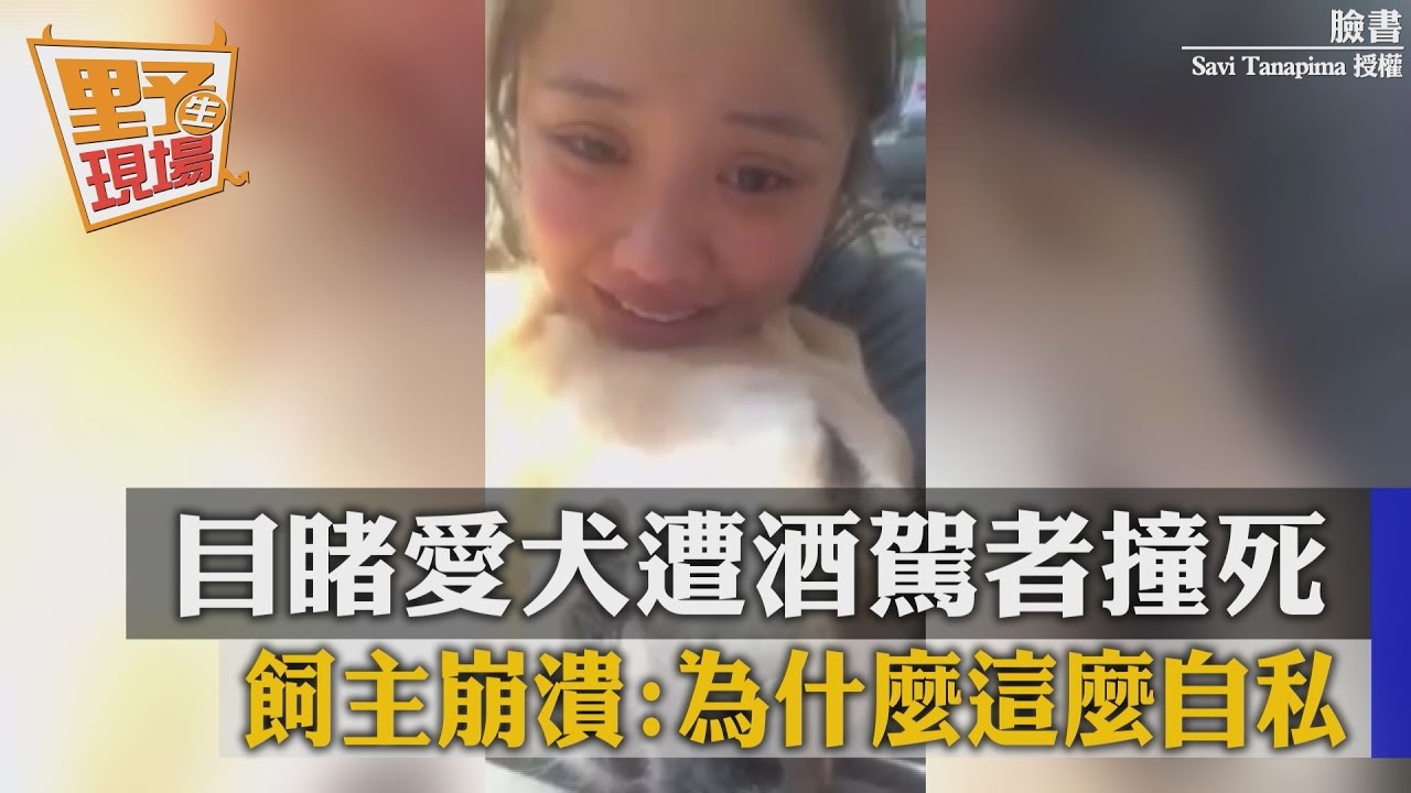目睹愛犬遭酒駕者撞死 飼主崩潰:為什麼這麼自私