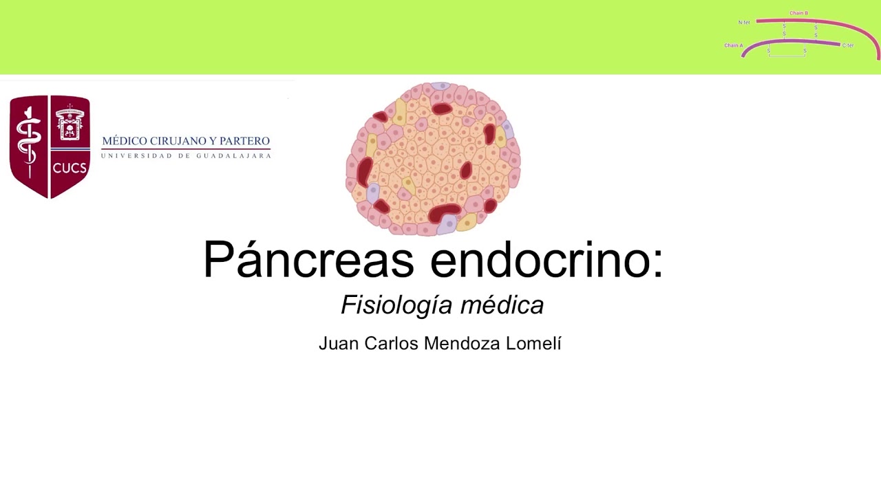 Fisiología páncreas endocrino