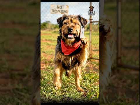 Rex Got Scammed!!😱😱😱 #jamaicancomedy #rexthedog #jamaica #shorts