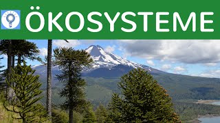 Was ist ein Ökosystem? Eigenschaften & Kategorien von Ökosystemen - Ök