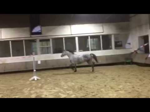 Holsteiner Zuchtstute Cassina 1. IMG 5231