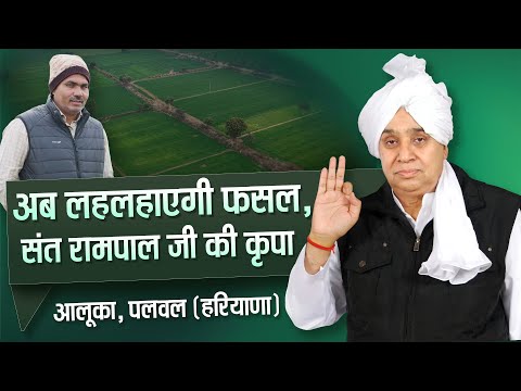 जहां समुद्र जैसा पानी था, आज गेहूं लहरा रहा है | गांव आलूका (पलवल) की ग्राउंड रिपोर्ट || SA News