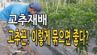 고추재배시 고추끈 이렇게 묶으면 좋다? 고추수확에 유리하고 고추끈도 아낄수 있는 방법 / 고추농사