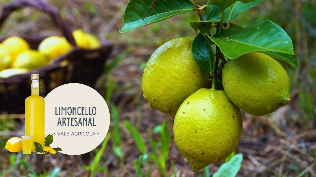 Agricultor usa mel de abelha do pomar como diferencial para a produção artesanal de limoncello!