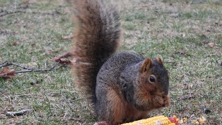 Ask Gardener Lynn #24: How to keep squirrels out of your garden