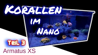 Korallen im Nano Armatus XS - Teil 3