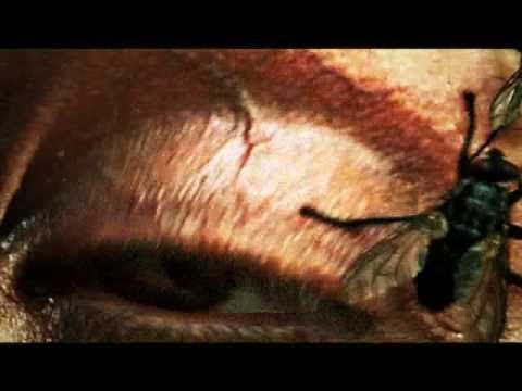 Benjamin Bates - Two Flies [Official Music Video]