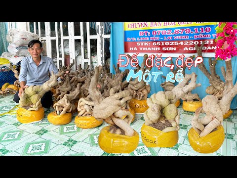 Phôi hoa giấy một rể,sửa đế đặc chào bán..14/05📲 0702879110.Thanh-Sơn