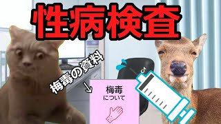 【猫ミーム】匿名、無料で性病検査！！！！