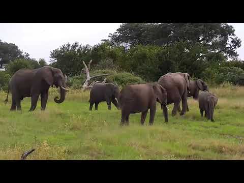 Djuma: Small Elephant herd scattered about - 17:37 - 03/25/21