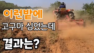 포기 하려다 심은 고구마밭  결과는 ? (6월5일 심은밭) 자색고구마 판매