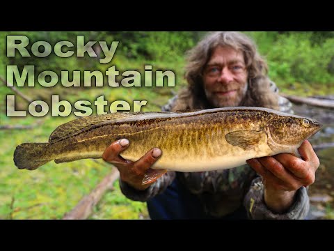 Catch Clean & Cook Rocky Mountain Lobster AKA Poor Man's Lobster