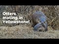 Otters Mating In Yellowstone