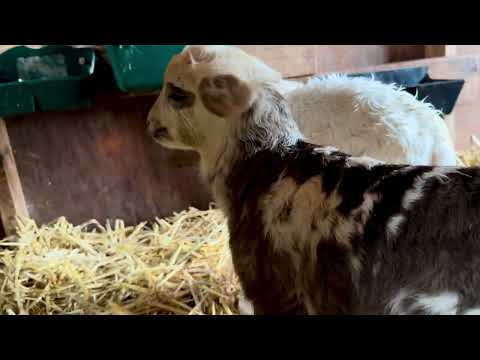 Katahdin lambing season 2026