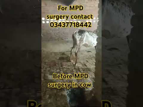 #mpd #sarni #before MPD surgery in cow #medial patellar Desmotomy in cow 🐄#سرن #shernil