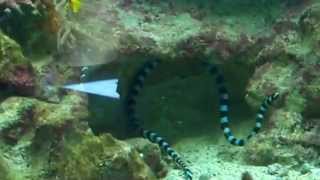 preview picture of video 'Aquarium Tour, Noumea, New Caledonia'