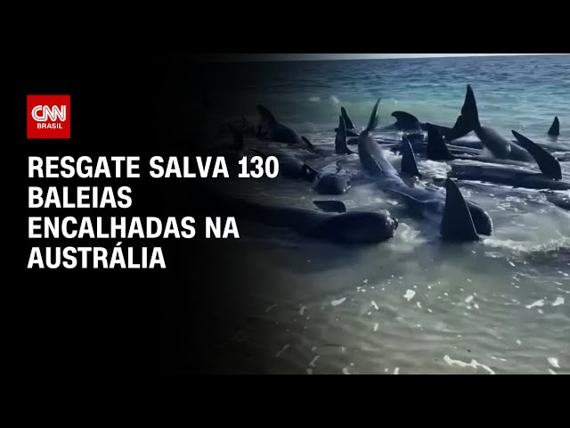 Resgate salva 130 baleias encalhadas na Austrália | LIVE CNN